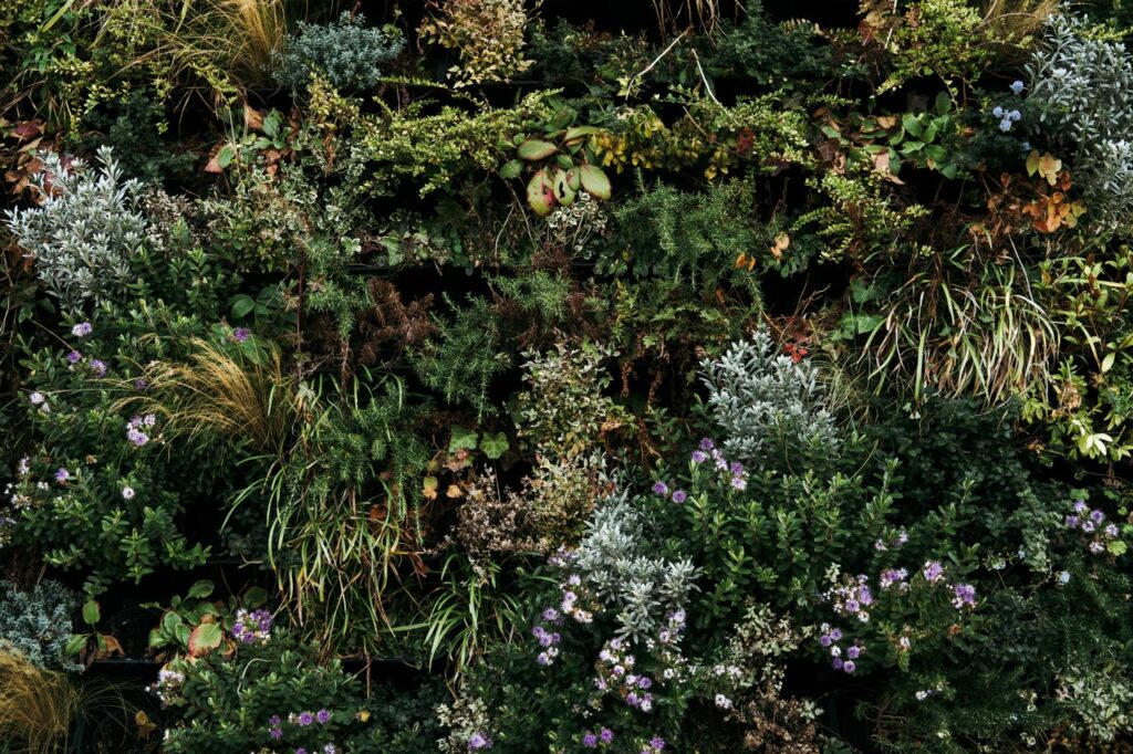 Les murs vegetal 
